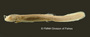 Phreatobius cisternarum FMNH 58580 syn lat